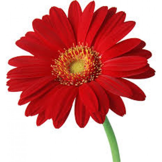 Gerbera and Asiatic lily Bouquet in a vase