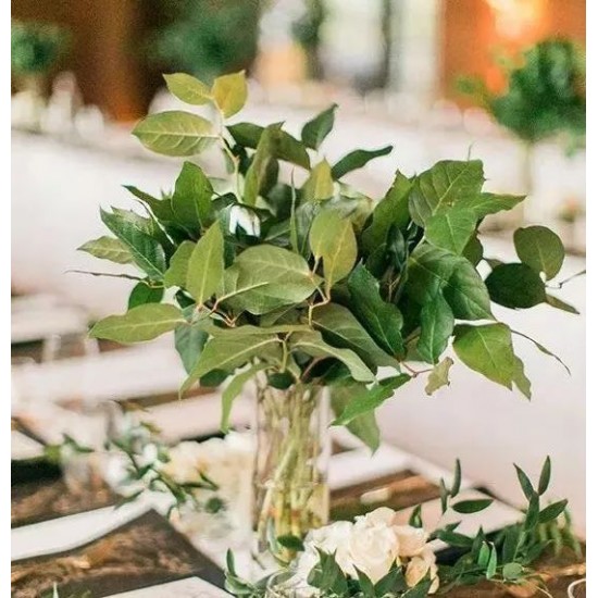 Birthday Package - Rose Bouquet + Mango Cream Cake